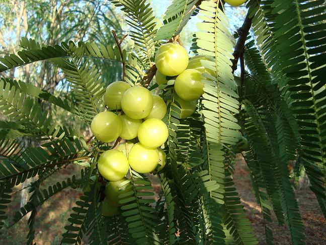 indian-Gooseberry