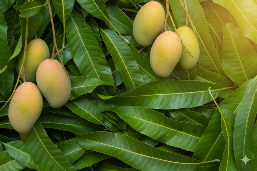 Mango Leaves