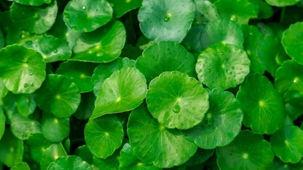 vallarai-keerai Leaves